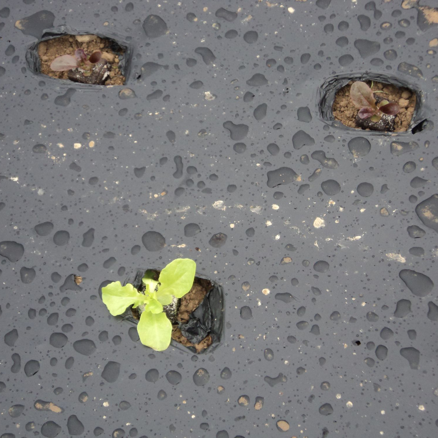 fin des légumes hiver