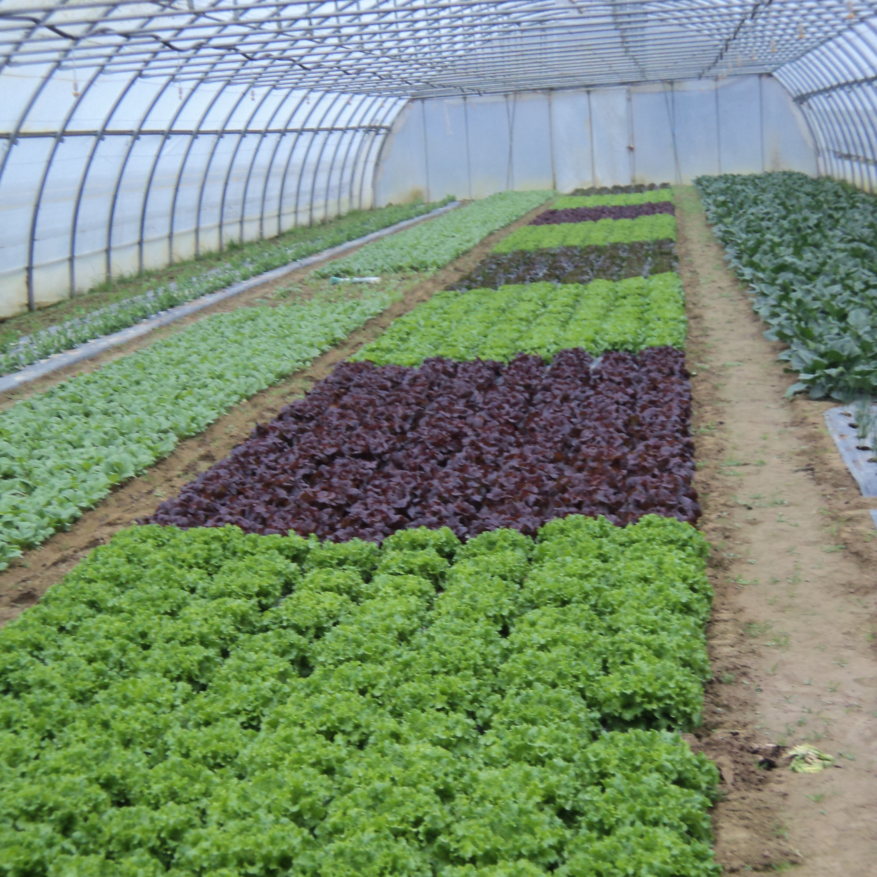 producteur de légume dans l'ain (01) geac du lanchet présentation de l'activité